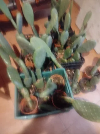 4 Chumberas en maceta