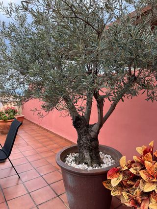 Olivo grande en maceta