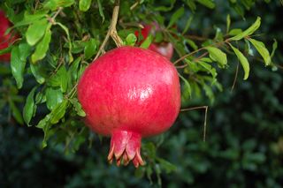 Fotocamera Digitale Reflex Nikon D50 con accessori