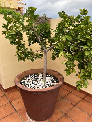 Limonero en maceta grande con frutos
