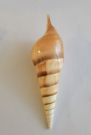 Fósil Caracola Tibia Fusus