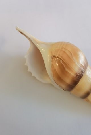 Fósil Caracola Tibia Fusus