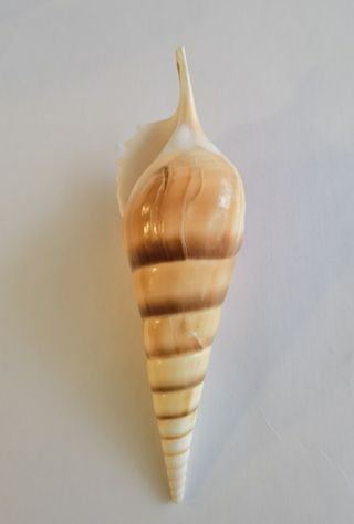 Fósil Caracola Tibia Fusus