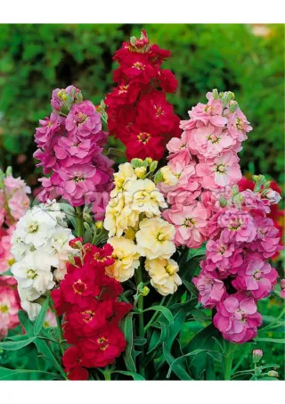 Semillas alhelí, alelí, semillas flores, plantas