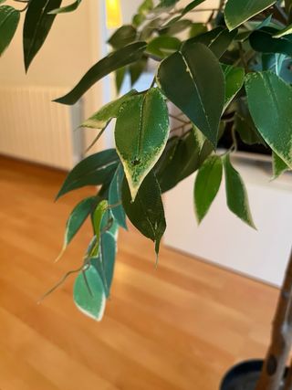 Planta artificial decorativa IKEA