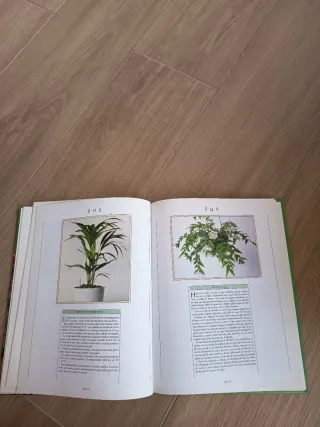 Plantas de Interior Reproducciony Cuidados