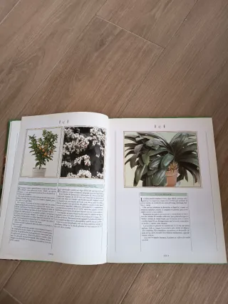 Plantas de Interior Reproducciony Cuidados