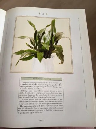 Plantas de Interior Reproducciony Cuidados