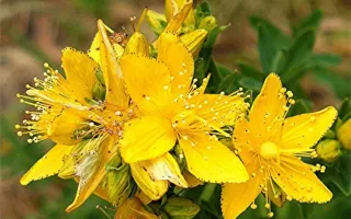 50 Semillas de Hipérico (Hierba de San Juan)
