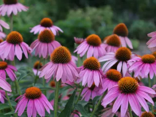 5 Semillas Echinacea Angustifolia