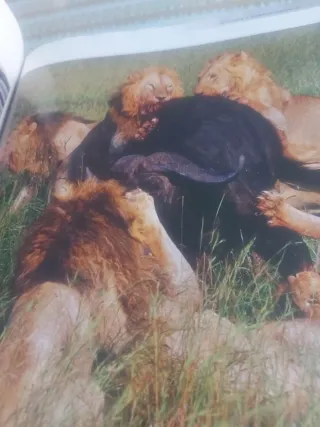 Enciclopedia de los animales. Mamíferos I. (Con...