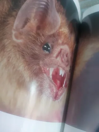 Enciclopedia de los animales. Mamíferos I. (Con...