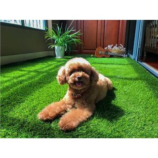 Erba Artificiale 2x5m 20mm Serie Elegant