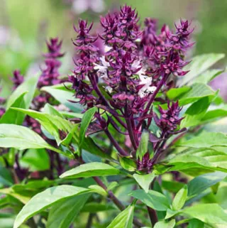 30 Semillas Tulsi (Mescla verde y morada)