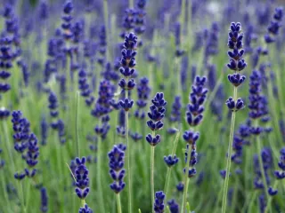 Aceite Esencial Lavandín Ecológico