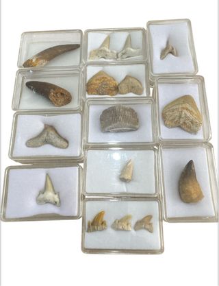 Colección Fósiles Piezas Alta Calidad