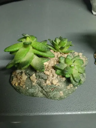 Piedra Calefactora para Terrario