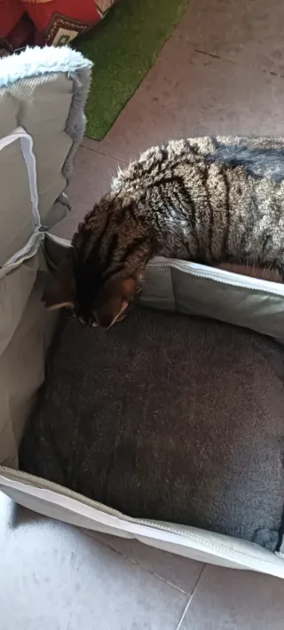 Caseta Cama para Gatos Gris y Blanca