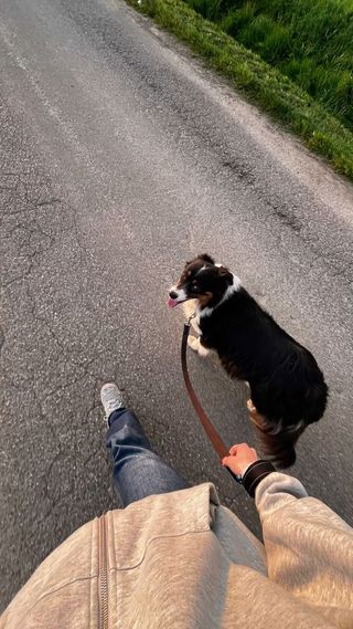 PASEO DE PERROS EN VIGO