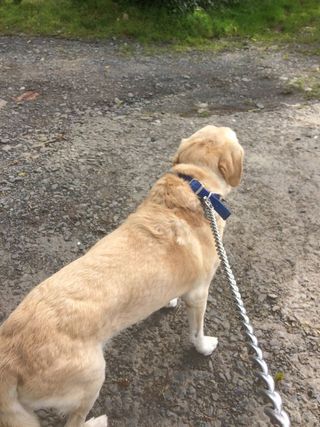 PASEO DE PERROS EN VIGO