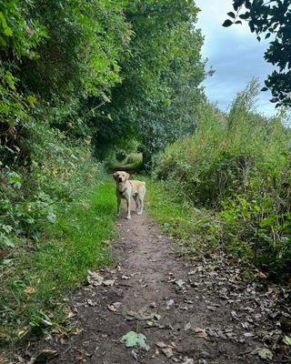 PASEO DE PERROS EN VIGO