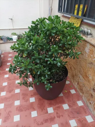 Planta Jade Grande