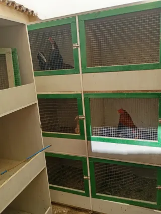 Gabbie per galli, 9 gabbie per galli