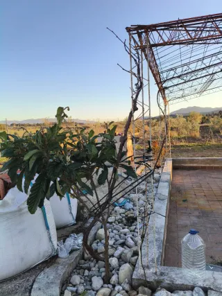 Finca rústica con casita en Reclin de Abajo bullas