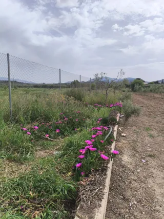 Finca rústica con casita en Reclin de Abajo bullas