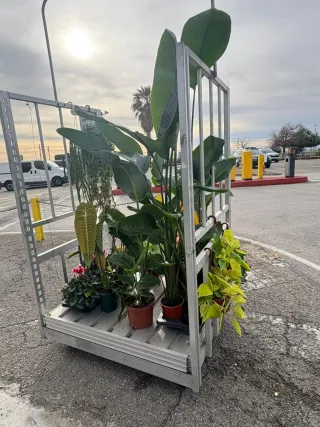 PLANTAS POR ENCARGO  FRESCAS DE MERCADO