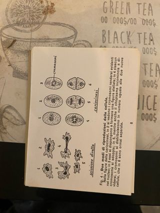 Corsi tascabili 1967