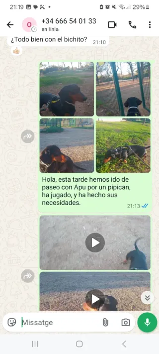 Cuidador de perros económico. 15€. Bcn area