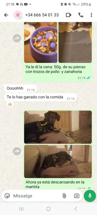 Cuidador de perros económico. 15€. Bcn area