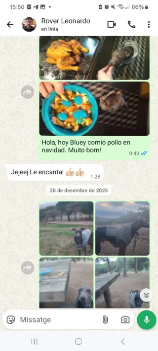 Cuidador de perros económico. 15€. Bcn area