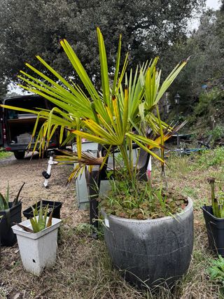 Palmera de Abanico en maceta