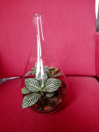 Terrario con planta Fittonia