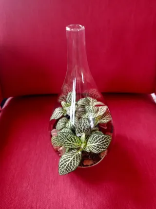 Terrario con planta Fittonia