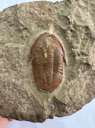 Trilobites Asaphellus Fósil Calidad SOLO HOY