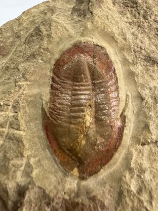 Trilobites Asaphellus Fósil Calidad SOLO HOY