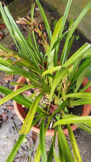 Orquídeas com botões em vaso