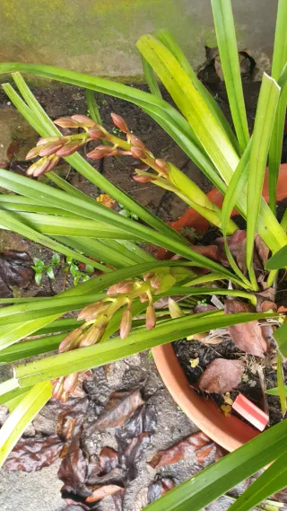 Orquídeas com botões em vaso
