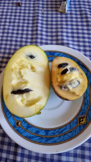 5 semillas Asimina Triloba