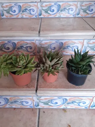 Lote 3 plantas suculentas