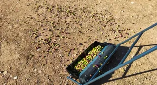 Máquina recolectora de aceitunas