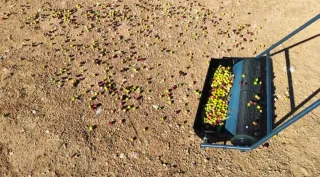 Máquina recolectora de aceitunas