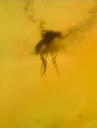 Insectos Fósil en Ámbar, 10/15/28.