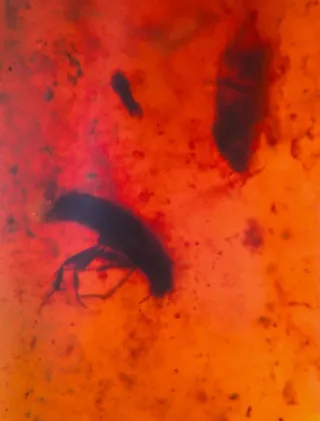 Insectos Fósil en Ámbar, 10/15/28.