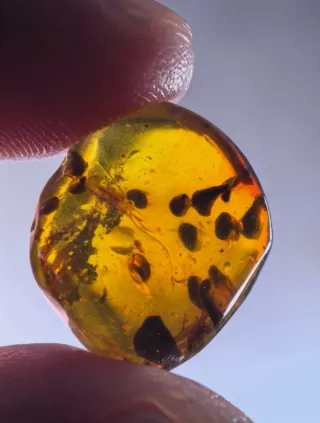 Insectos Fósil en Ámbar, 10/15/28.