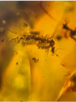 Insectos Fósil en Ámbar, 10/15/28.