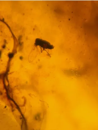 Insectos Fósil en Ámbar, 10/15/28.